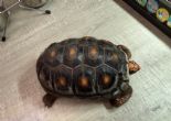 Redfoot : Young female approx 2 years old (Comet)